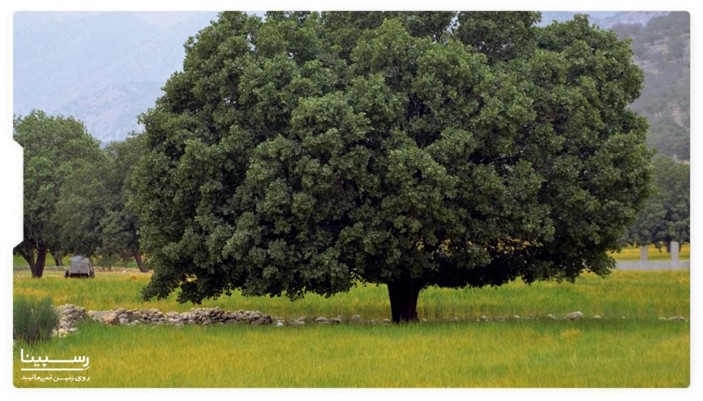 دشت ارژن سیزده بدر دشت ارژن سیزده بدر