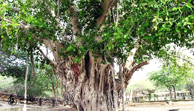 درخت لوور کیش